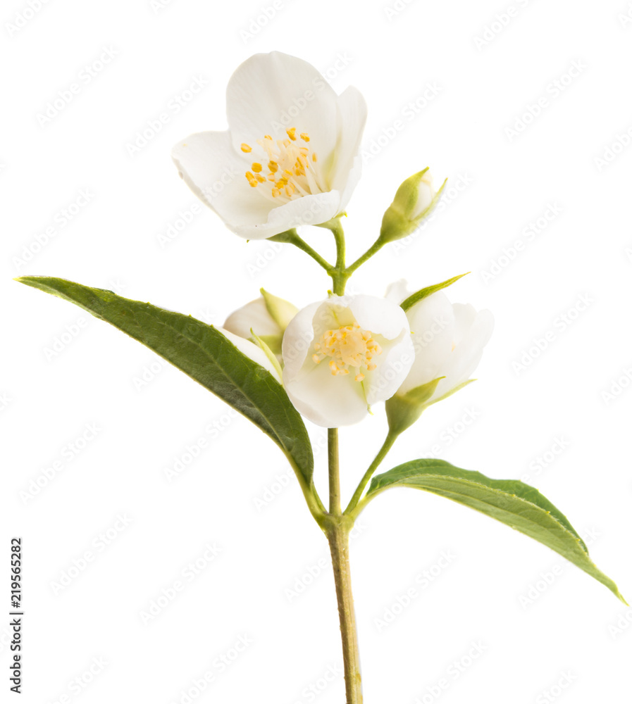 Fototapeta premium branch of jasmine