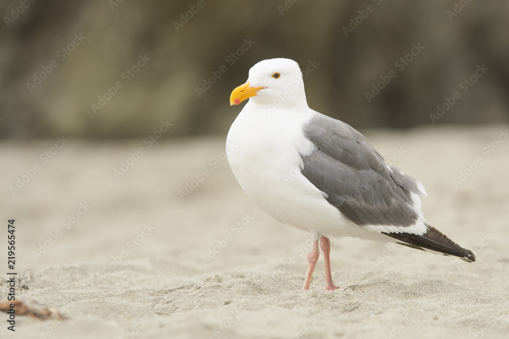 Fototapeta premium White seagull with gray wings on sand