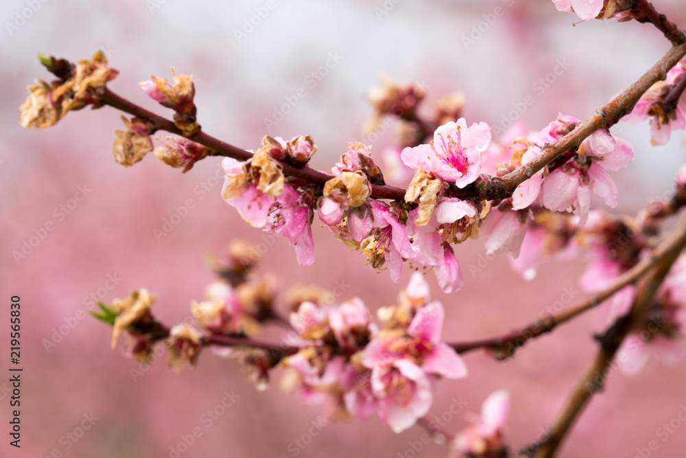 Fototapeta premium frost damaged peach blossoms in southern calverty county maryland usa