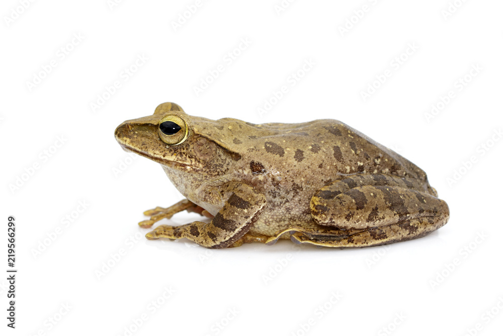 Image of Frog, Polypedates leucomystax,polypedates maculatus on a white background. Reptile. Animal. Image of Frog, Polypedates leucomystax,polypedates maculatus on a white background. Reptile. Animal.