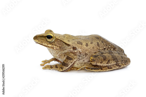 Image of Frog, Polypedates leucomystax,polypedates maculatus on a white background. Reptile. Animal.