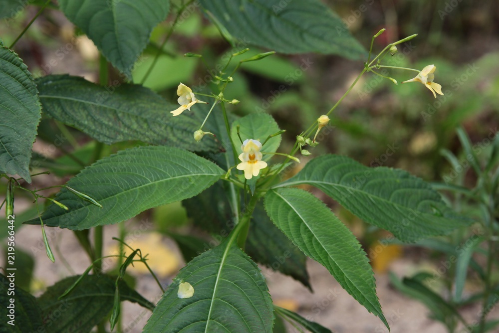 small,yellow flowers of impatiens wild plant small,yellow flowers of impatiens wild plant