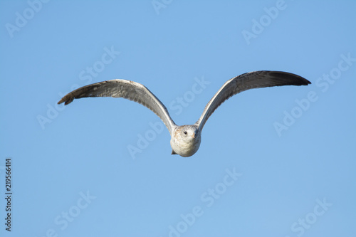 Flying seagull in blue sky