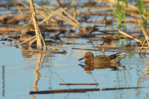 Wild cinnamon teal feathered ducks in wetland
