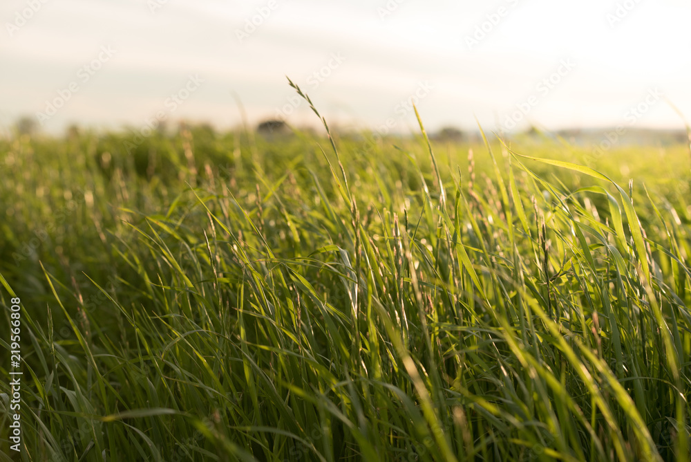 Fototapeta premium Green lush grass on wild field