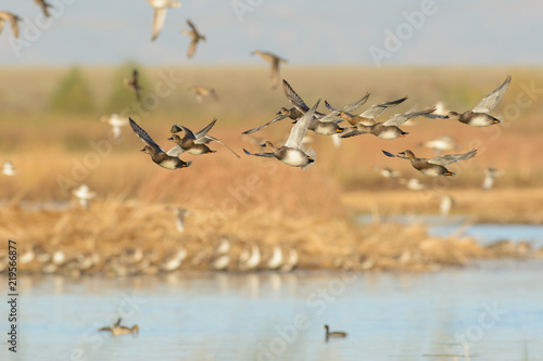 Flying wild ducks in wetland