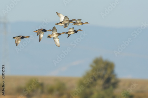 Waterfowl birds flying above ground