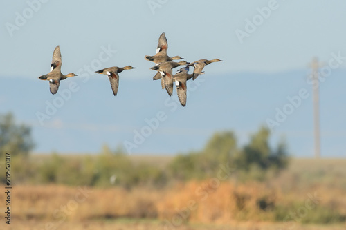 Flying flock of wild brown ducks