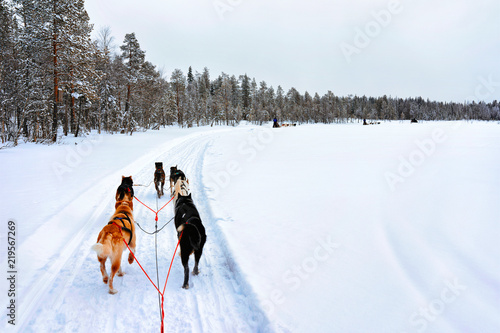 People in Husky Dogs Sled in Rovaniemi at Finland Lapland