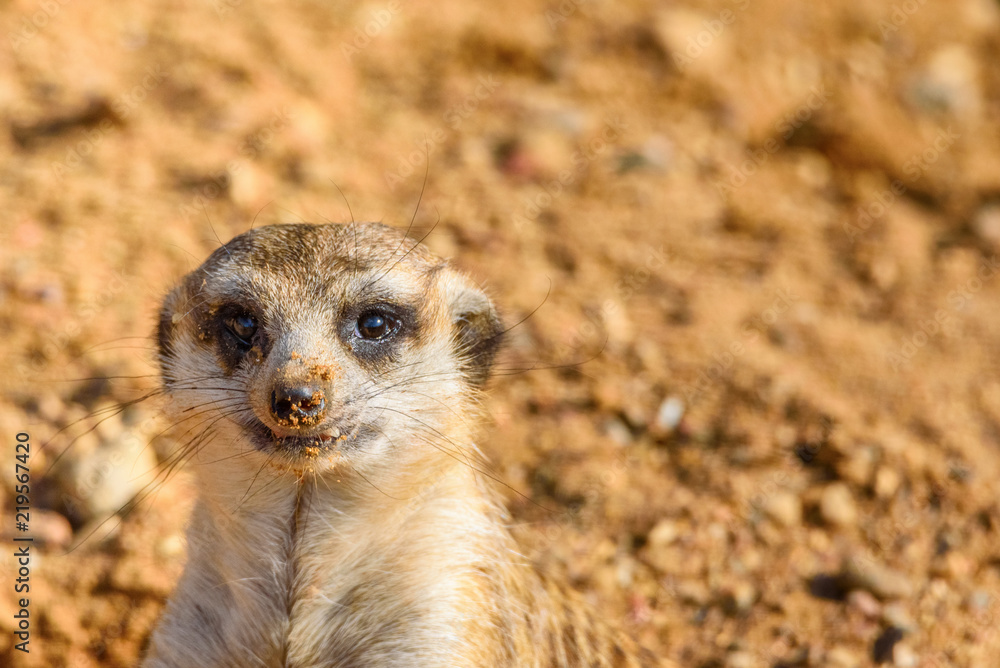Fototapeta premium portrait of a small meerkat