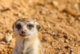 portrait of a small meerkat