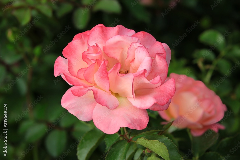 Fototapeta premium pretty pink rose flower close up