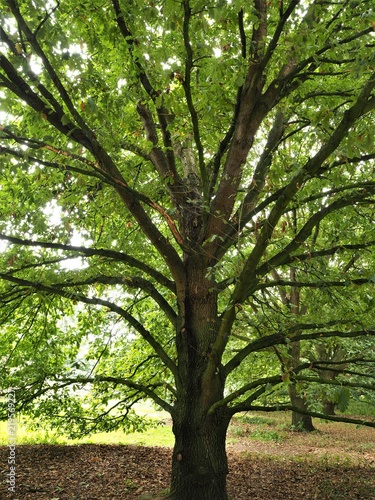 Hungarian oak tree (Quercus frainetto) in a park