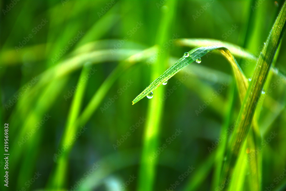 dews giving amazing look on greel leaves moring time in agricultural fields dews giving amazing look on greel leaves moring time in agricultural fields
