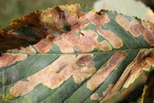 Mines of Horse-chestnut leaf miner or Cameraria ohridella on leaf of common horse-chestnut or Aesculus hippocastanum