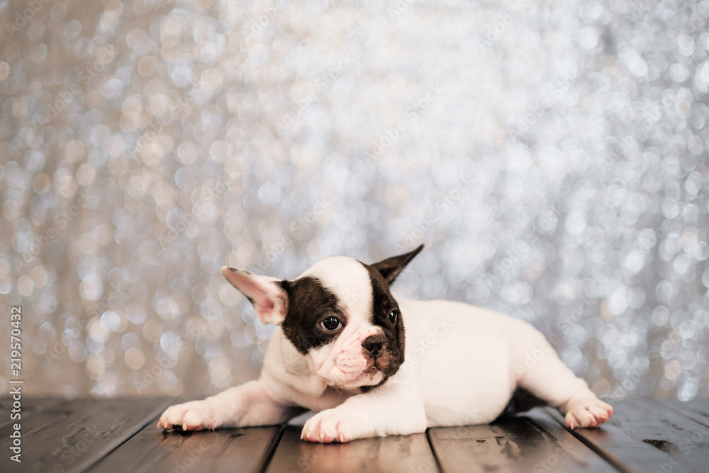 The puppy of the French bulldog lies on the floor of the boards.