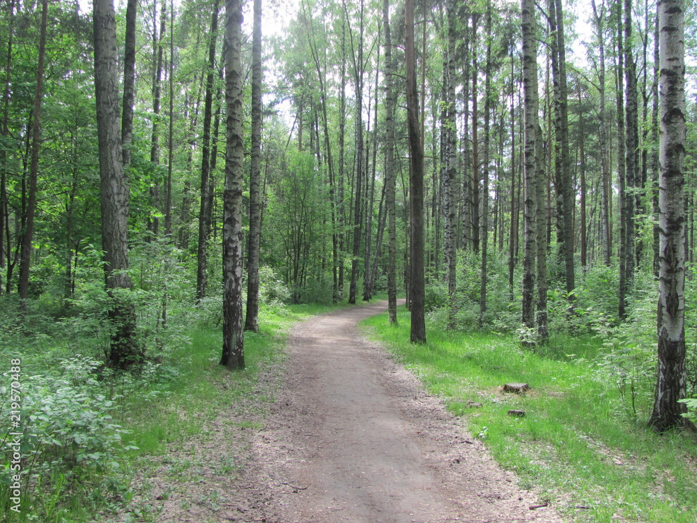 Obraz premium Birch alley in the park, summer landscape