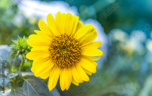 Fototapeta Naklejka Na Ścianę i Meble -  Grußkarte Sonnenblume
