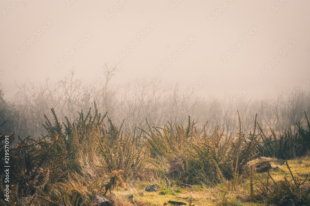 Obraz premium Thick fog in the marshlands of Madeira Island, Portugal