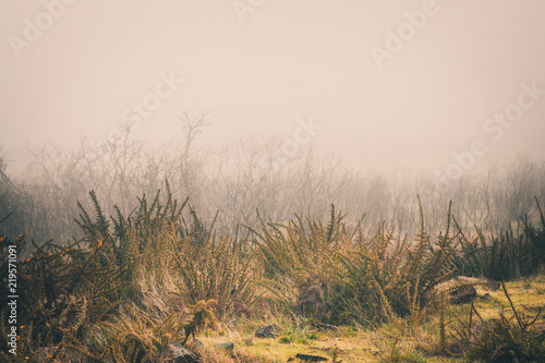 Thick fog in the marshlands of Madeira Island  Portugal
