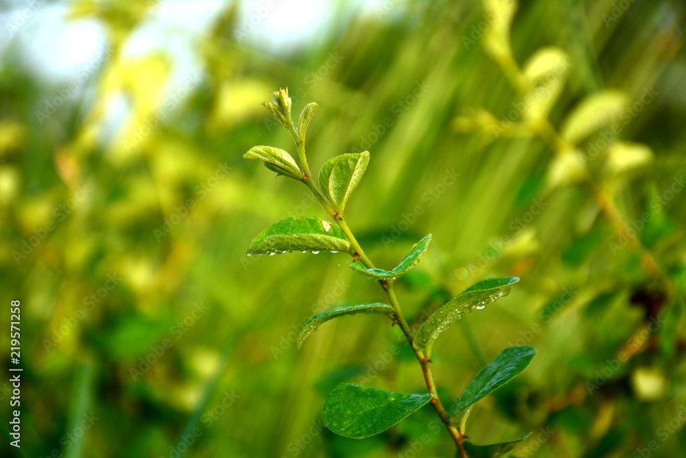 branch of tree having dews on leaves morning time branch of tree having dews on leaves morning time