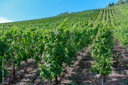 Moseltal in der Nähe von Reil (Weinberge)