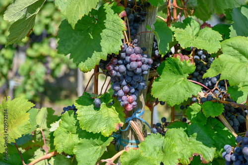 Moseltal in der Nähe von Reil (Weinberge)