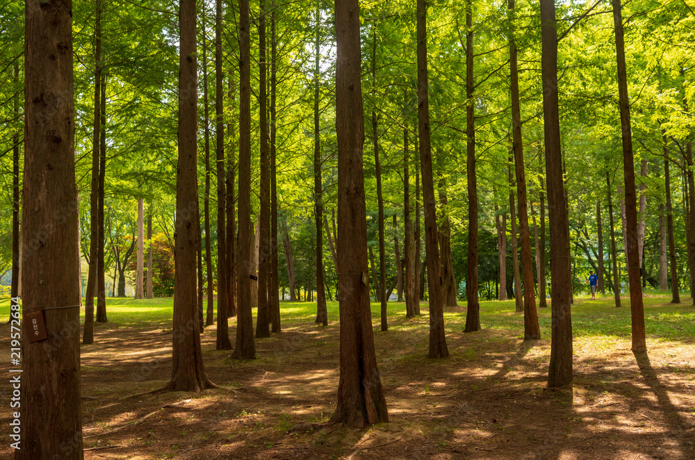 Refreshing Namisum park Forest at summer Refreshing Namisum park Forest at summer