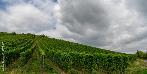 Moseltal in der Nähe von Reil (Weinberge)