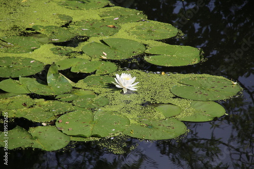 A white and yellow water lily in the pond at the park