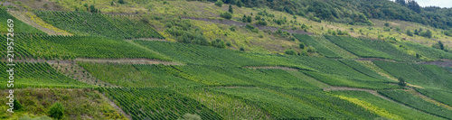 Moseltal in der Nähe von Reil (Weinberge)