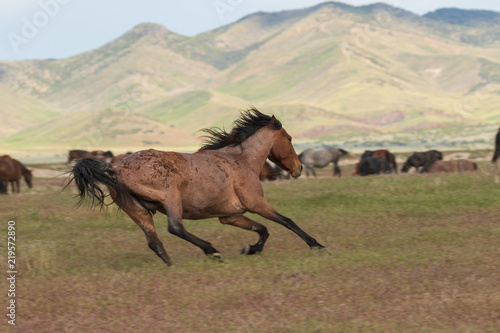 Wild Horse in Utah in Summer