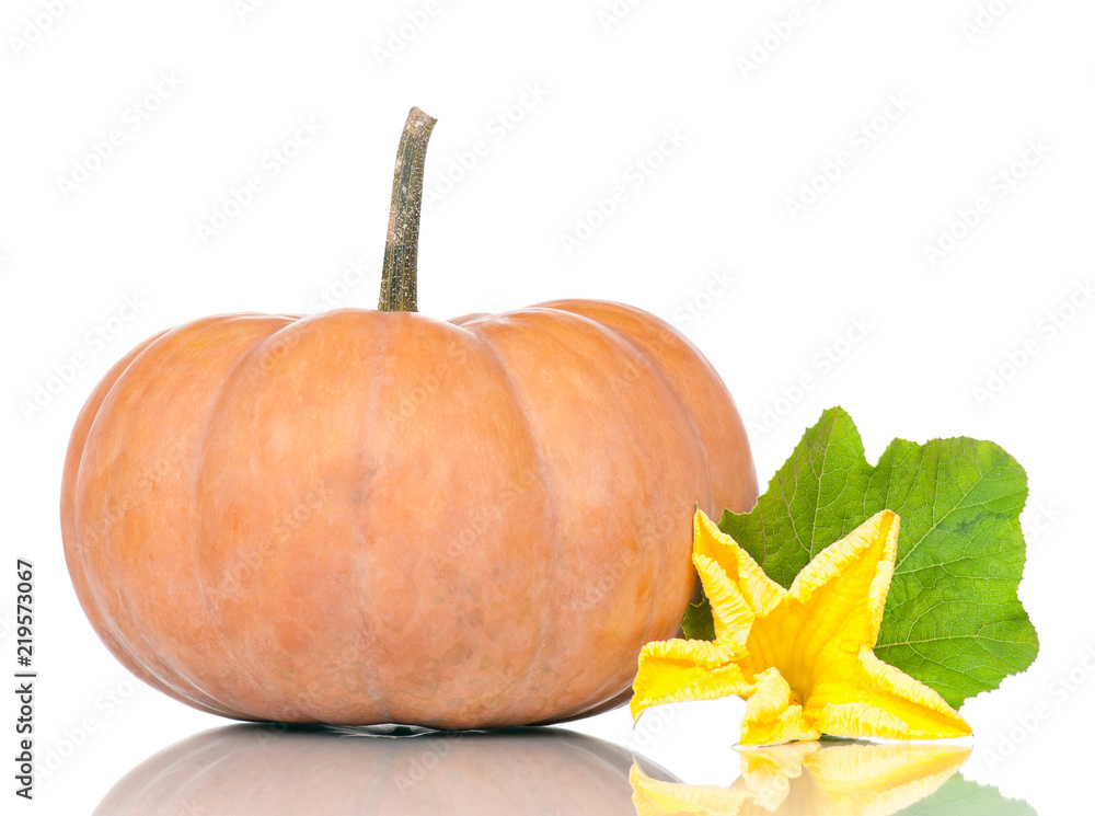 Fresh round pumpkin