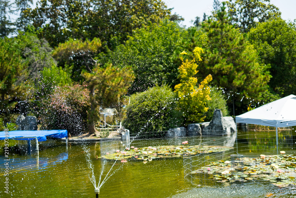 Fototapeta premium Plants in Japanese Garden
