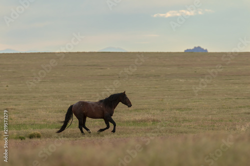 Wild Horse in Utah in Summer