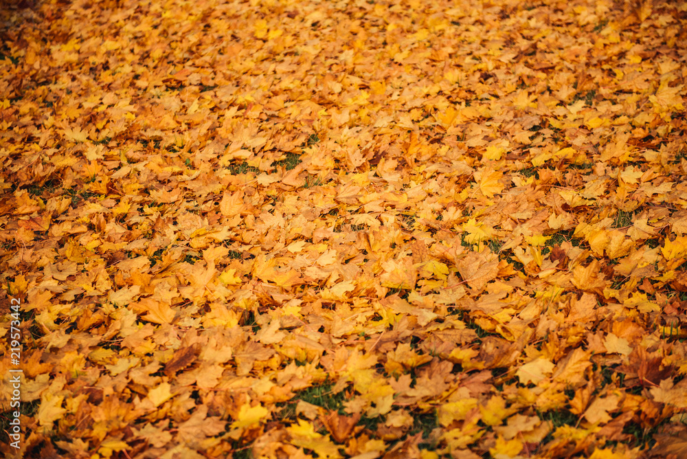 Colorful and bright background made of fallen autumn leaves Colorful and bright background made of fallen autumn leaves