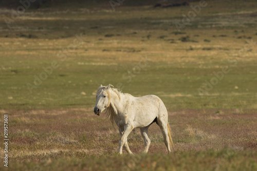 Wild Horse in Utah in Summer