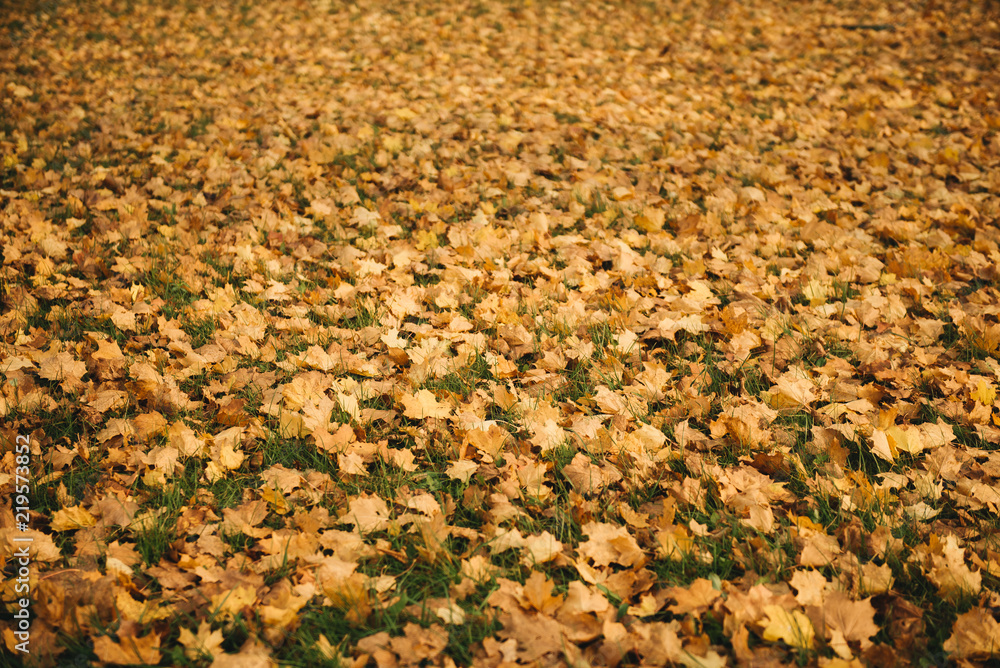 Colorful and bright background made of fallen autumn leaves Colorful and bright background made of fallen autumn leaves