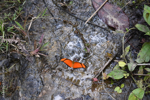 Butterfly in the Mud