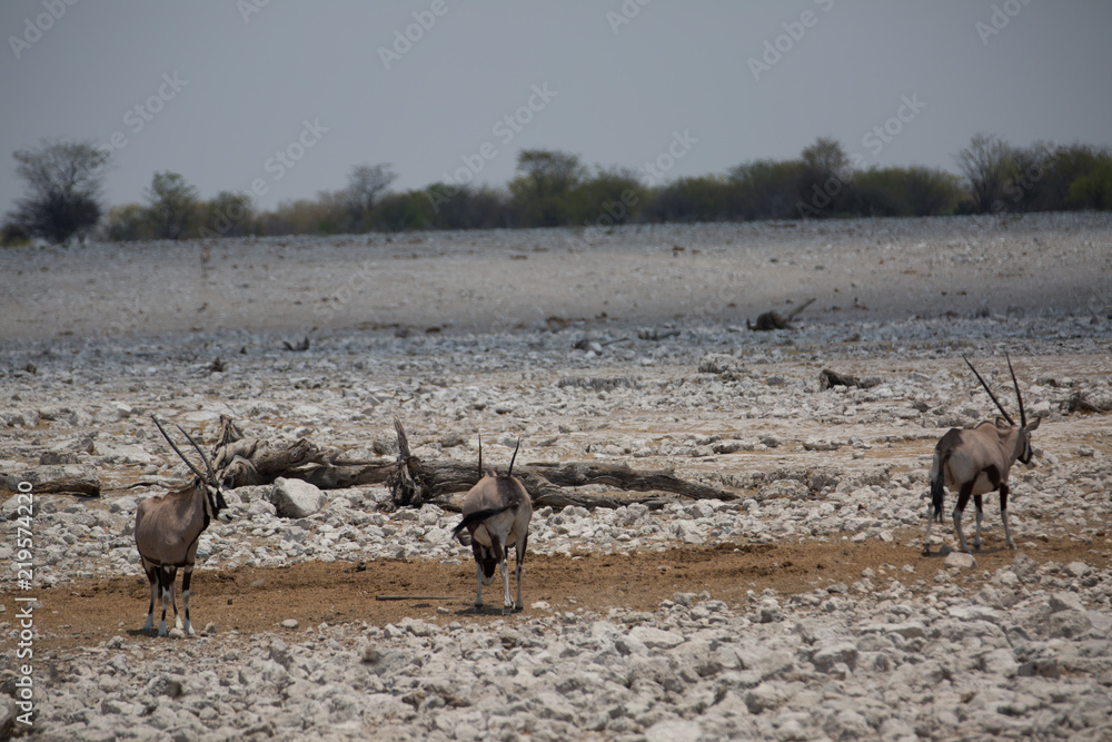 Obraz antelope in the savanna in africa