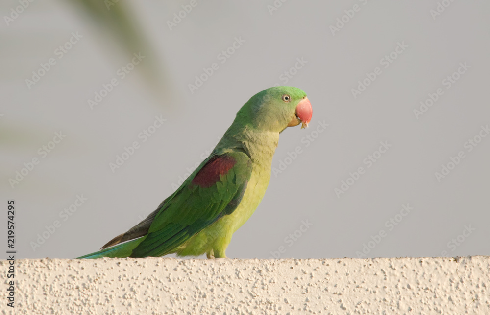 Fototapeta premium Alexandrine Parakeet sitting on a wall
