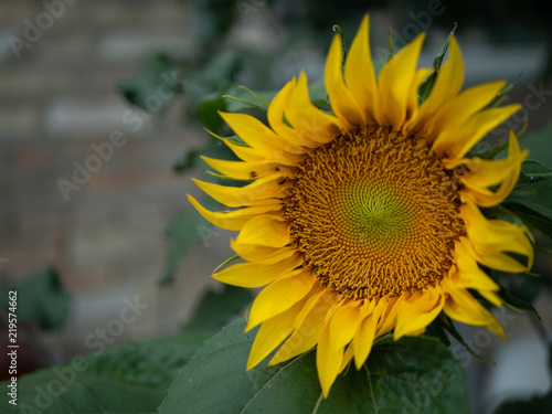 Fototapeta Naklejka Na Ścianę i Meble -  yellow sunflower at sunset at the field