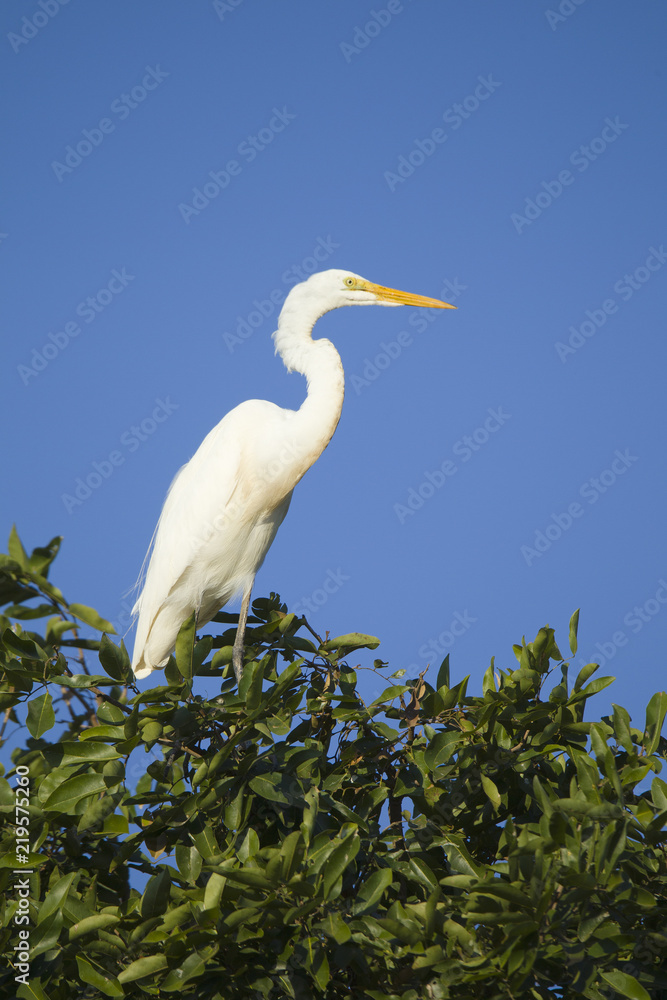 Great egret on tree Great egret on tree