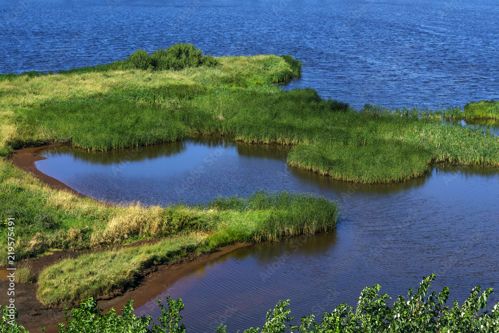 swampy river bank with clay and thickets of water grass