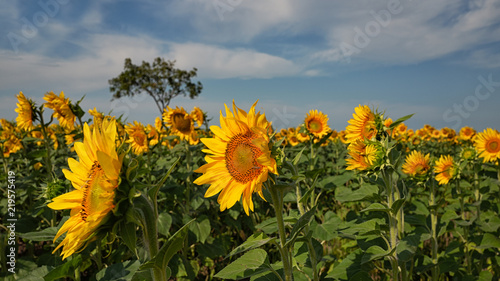 Fototapeta Naklejka Na Ścianę i Meble -  Sonnenblumenfeld