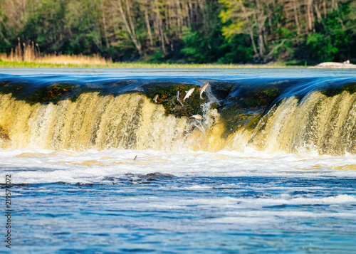 Flying fish at Ventas Rumba waterfall in Kuldiga of Latvia