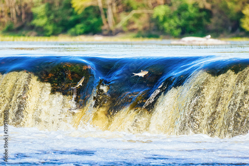 Flying fish at Ventas Rumba waterfall of Kuldiga in Latvia photo