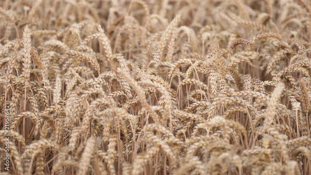 CLOSE-UP: Spica from a wheat plant CLOSE-UP: Spica from a wheat plant