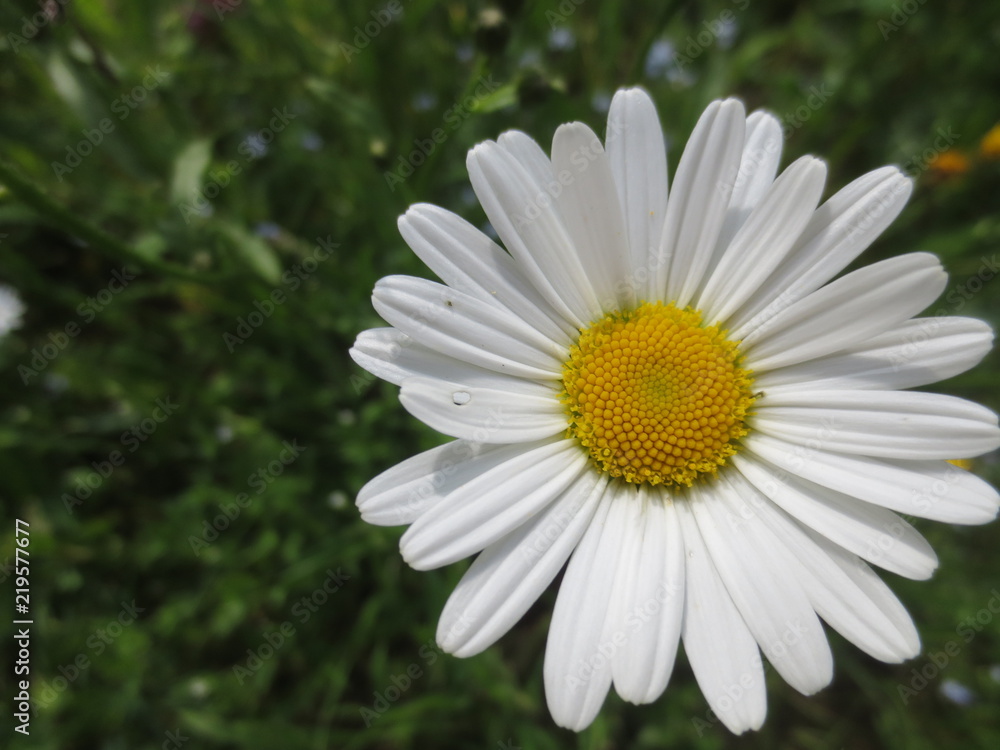 Fototapeta premium Margerite