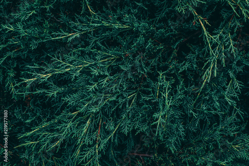 Creative layout made of Leaves of pine tree. Nature background